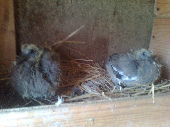 Fotografie0675 - PORUMBEI SALBATICI CALATORI nu mai dețin