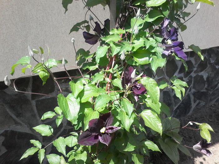 Mai 2014 009 - clematita 2014-2015-2016-2018-2019
