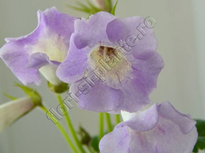 Sinningia Luci s Dual Soul - GLOXINIA_SINNINGIA - Hibrizii mei -My hybrids