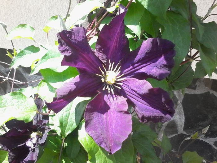 Mai 2014 008 - clematita 2014-2015-2016-2018-2019