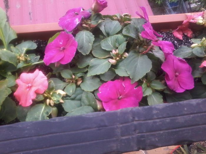 Mai 2014 018 - Impatiens 2014 - 2015