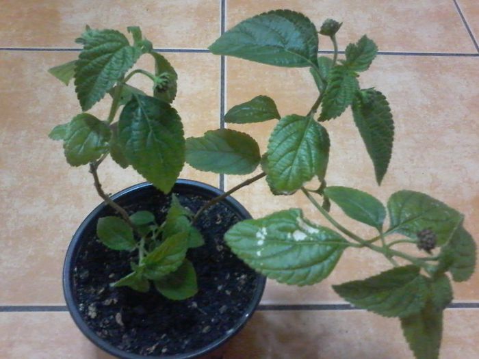 Mai 2014 007 - multumesc Aurelia44