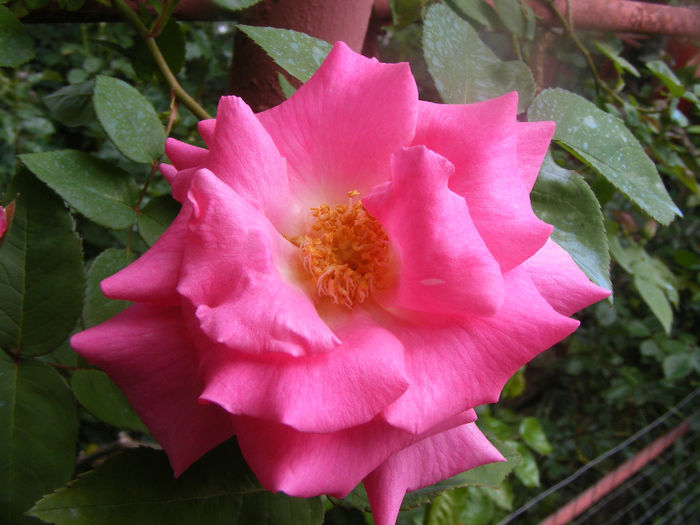 Zephirine Drouhin