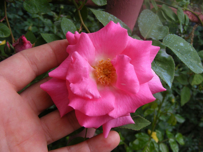 Zephirine Drouhin