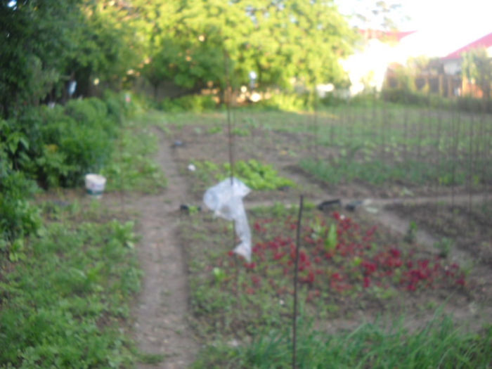 Picture 2964