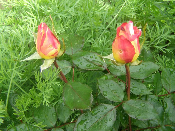 P5170015 - Trandafiri