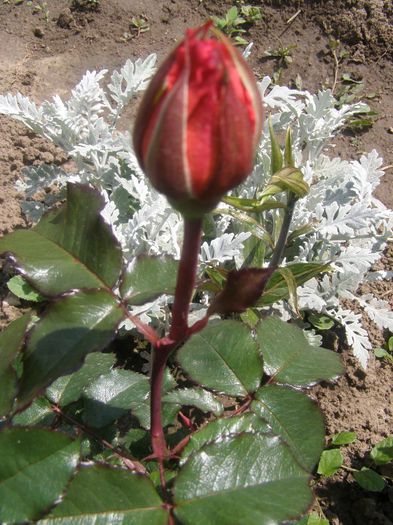 P5170033 - Trandafiri