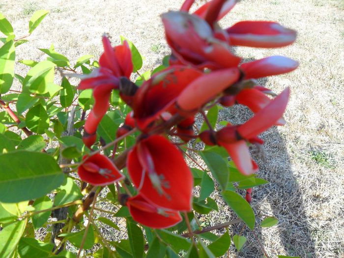 erythrina crista galii