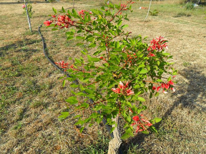 erythrina crista galii - Cateva plante din colectia personala din gradina si altele la vanzare