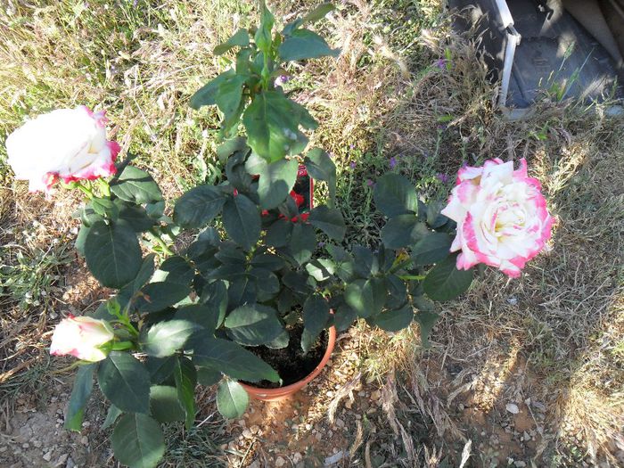  - Cateva plante din colectia personala din gradina si altele la vanzare