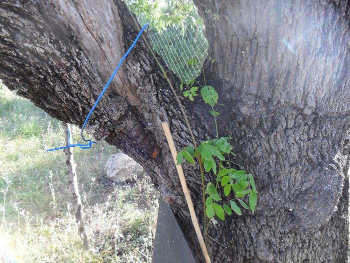 entada gigas urca in copac - Cateva plante din colectia personala din gradina si altele la vanzare