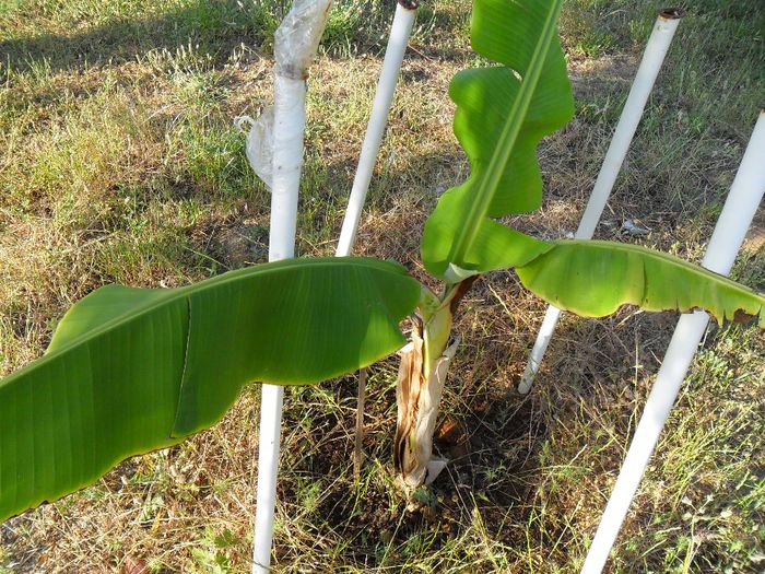 musa gran nain  - Cateva plante din colectia personala din gradina si altele la vanzare