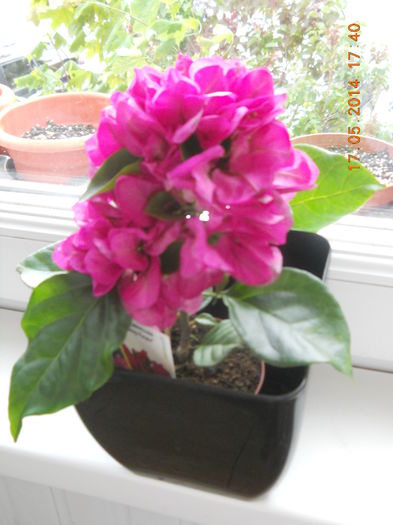 Boungavillea - MAI 2014