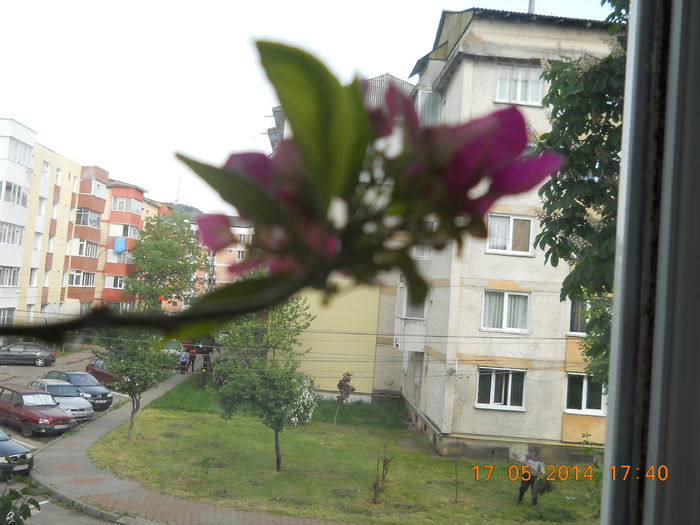 Boungavillea  mea - MAI 2014