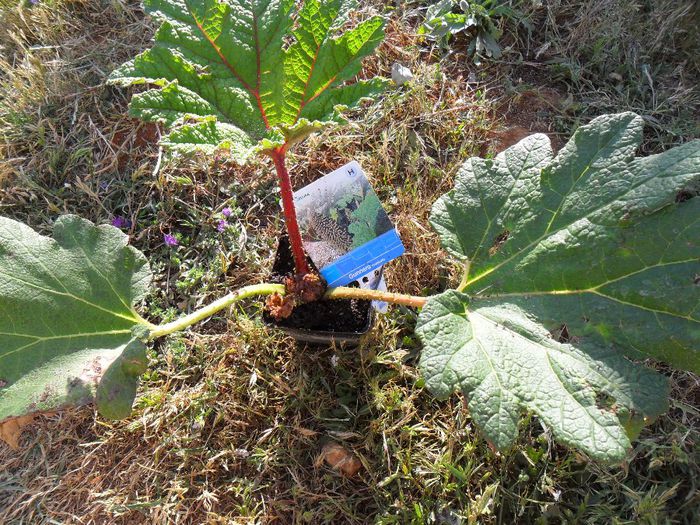 gunera manicata - Cateva plante din colectia personala din gradina si altele la vanzare