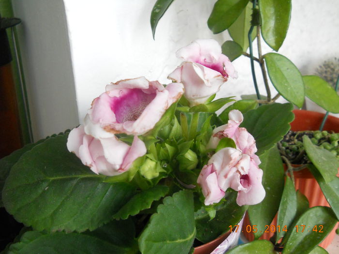 gloxi , s-au cam terminat florile - MAI 2014