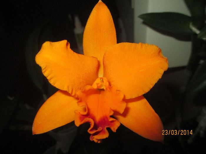 cattleya portocalie - cattleya