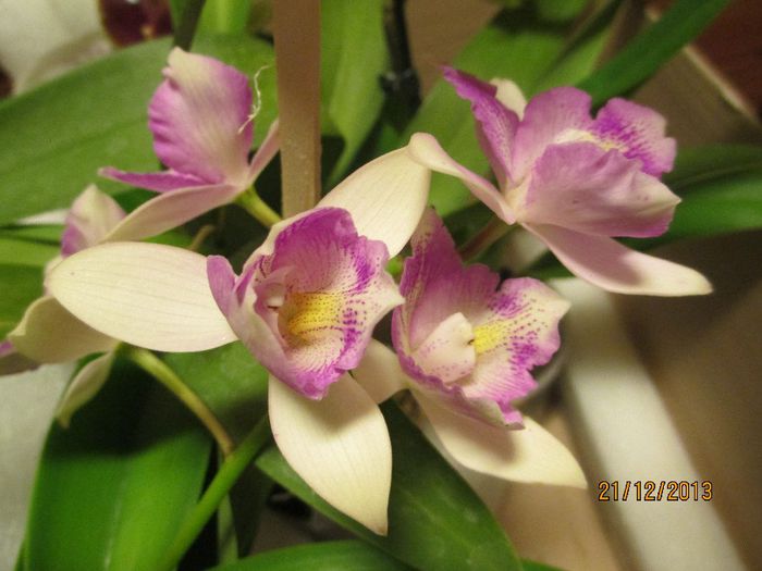 Chantilly Lace Twinkle - cattleya