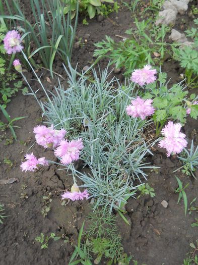 garofite roz parfumate - flori din gradina 2014