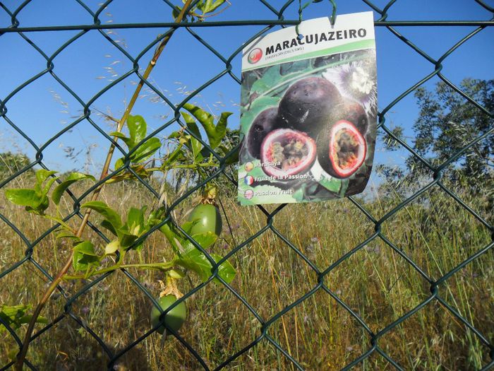 fructe noi passiflora - Cateva plante din colectia personala din gradina si altele la vanzare