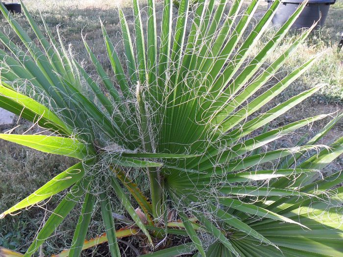 washingtonia filifera 1 metru