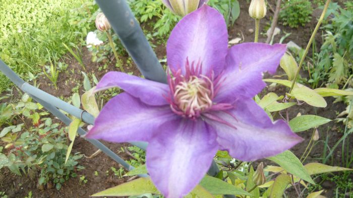 040 - clematite infloriri