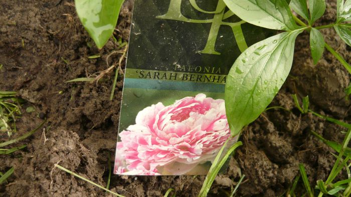 paeonia sarah bernhardt