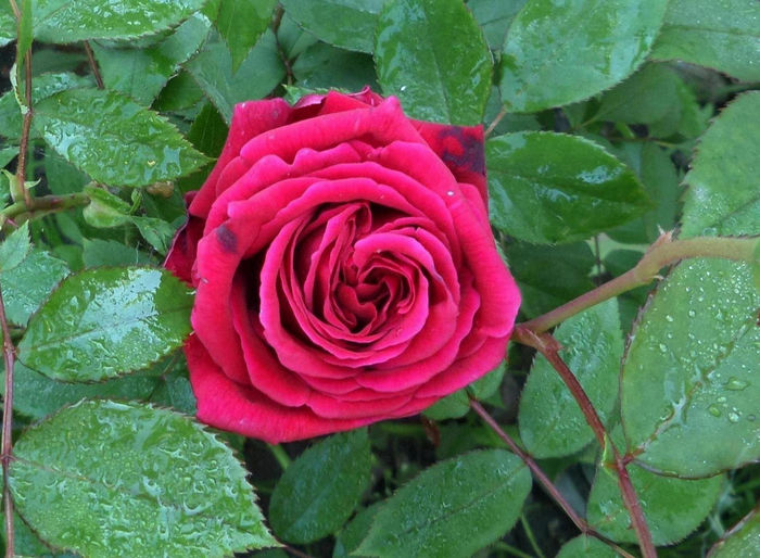 Trandafirul mamei de dulceata - Trandafirii mei 2014