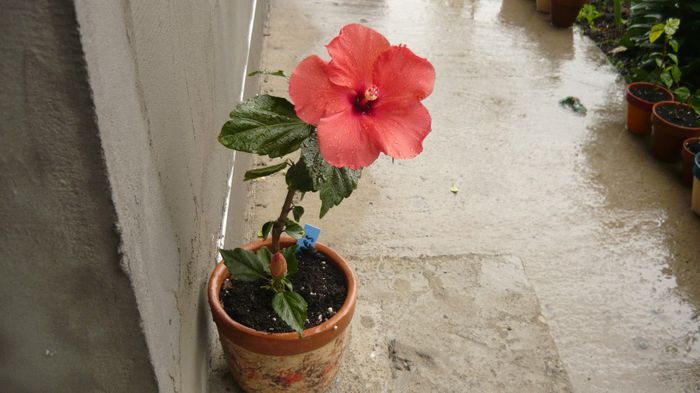 002 - 0 A hibiscus 2014