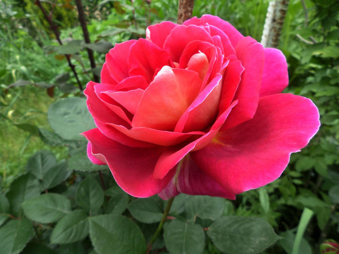 varietate 3 - Trandafirii mei 2014