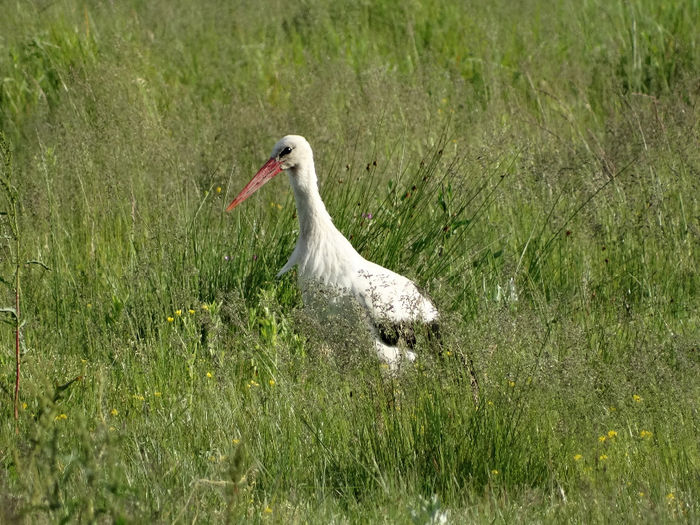 DSC00192 - 1-Salbaticiuni