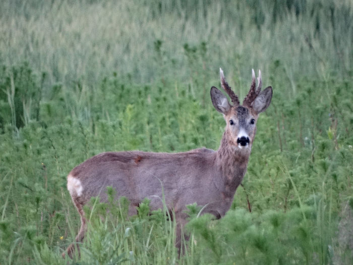 DSC00200 - 1-Salbaticiuni