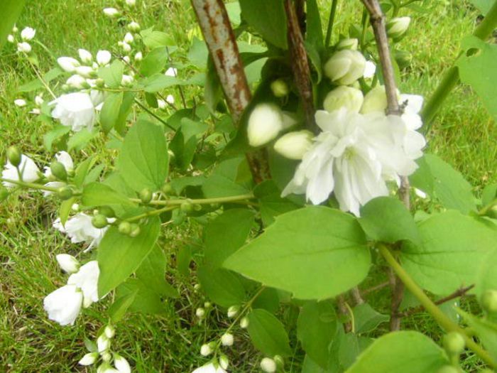 Philadelphus Schneestorm - Gradina 2014 II