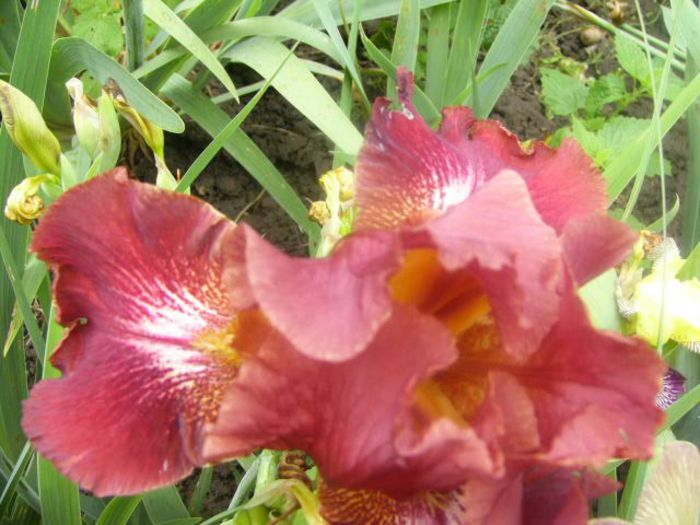 Iris China Night