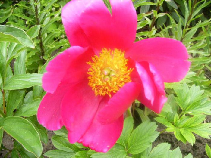 P1210433