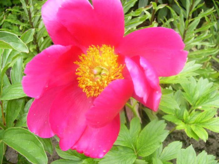 P1210435