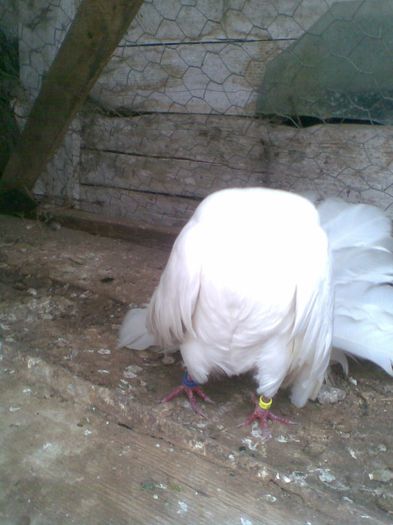 Image045 - PORUMBEI VANDUTI