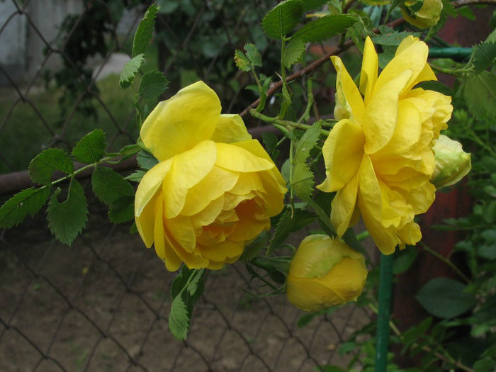 1 - Persian Yellow