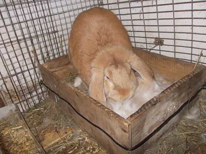 cuib din 17 Mai 2014