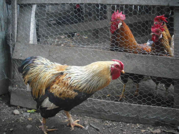 DSCF0243 - In timpul liber