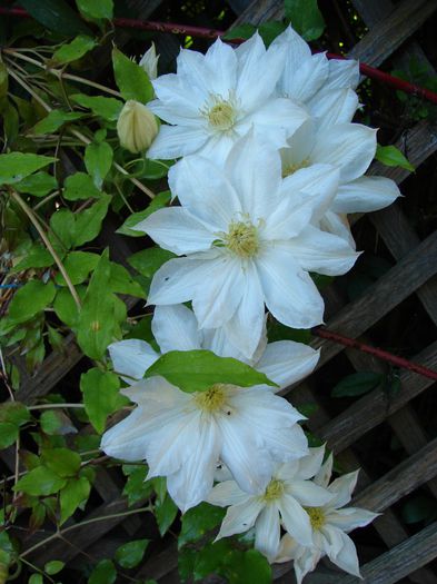 DSC07670 - clematis 2014