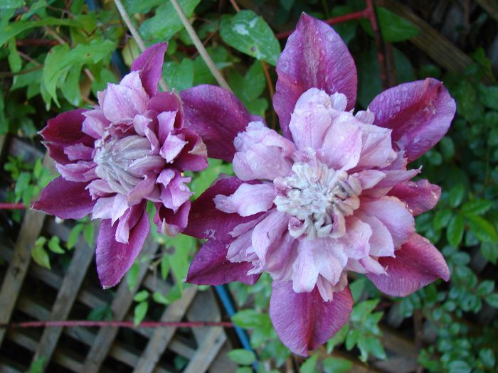 Patricia Ann Fretwell - clematis 2014