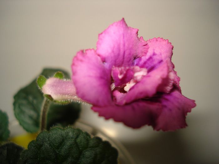DSC08651 - FLORI 2014