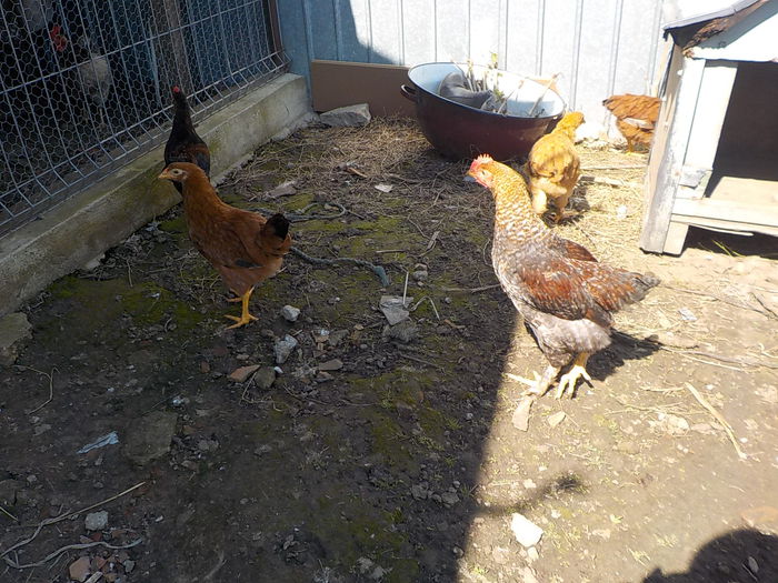 Picture 1135 - pui gaina 2014