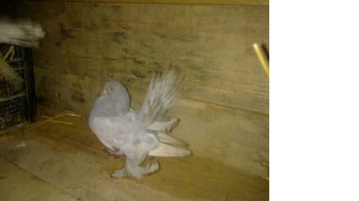 donat   Bogdan marius   nu are sunphoto