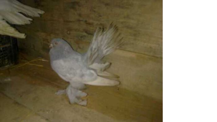 donat   Bogdan marius   nu are sunphoto