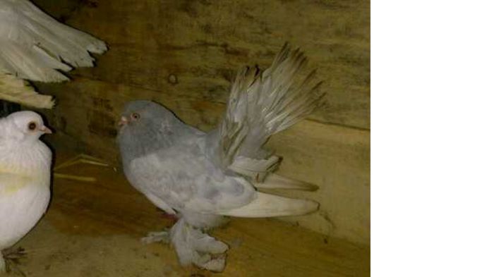 donat   Bogdan marius   nu are sunphoto