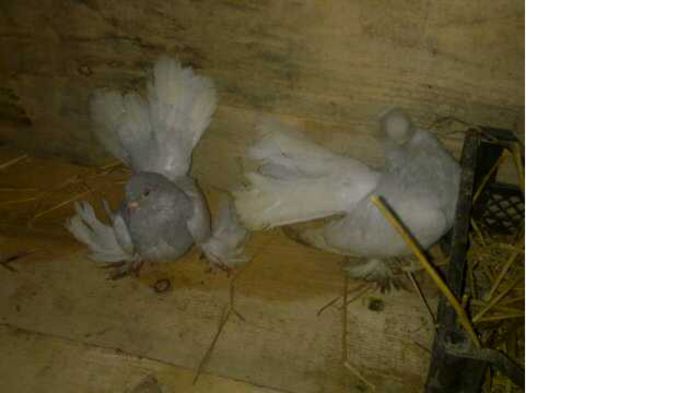 donat   Bogdan marius   nu are sunphoto