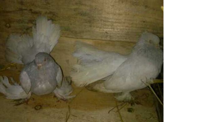 donat   Bogdan marius   nu are sunphoto