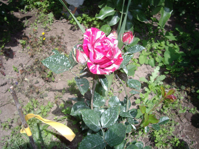 nr.6. -helen 15 - Dimov - achizitii trandafiri toamna 2013 - primavara 2014